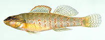 tn_Ethop_m0.jpg
