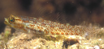 Image of Eviota rubrisparsa (Redspeckled dwarfgoby)