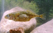 Image of Gasterosteus aculeatus (Three-spined stickleback)