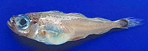 Image of Gadiculus argenteus (Silvery pout)