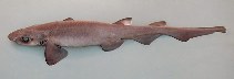 Image of Galeus murinus (Mouse catshark)