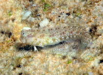 Image of Glyptoparus delicatulus (Delicate blenny)