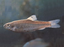 Image of Gnathopogon taeniellus 