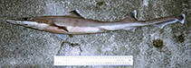 Image of Gollum attenuatus (Slender smooth-hound)