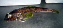 Image of Gobionotothen gibberifrons (Humped rockcod)