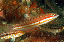 Image of Halichoeres caudalis (Painted wrasse)