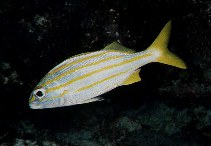 Image of Haemulon chrysargyreum (Smallmouth grunt)