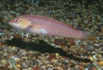 tn_Hamal_u3.jpg