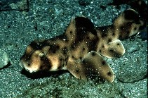 Image of Heterodontus francisci (Horn shark)