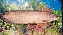 Image of Heterotis niloticus (African bonytongue)