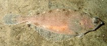 Image of Hippoglossoides platessoides (American plaice)