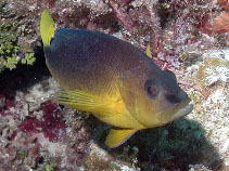 Image of Hypoplectrus aberrans (Yellowbelly hamlet)