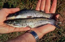 Image of Ictalurus punctatus (Channel catfish)