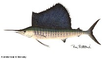 Image of Istiophorus platypterus (Indo-Pacific sailfish)