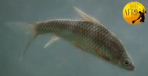 Image of Labeobarbus intermedius 