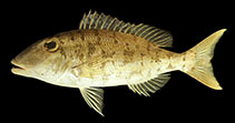 Image of Lethrinus ravus (Drab emperor)