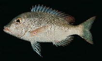 Image of Lethrinus borbonicus (Snubnose emperor)