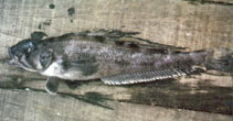 Image of Lepidonotothen squamifrons (Grey rockcod)