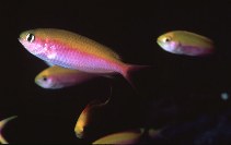 Image of Lepidozygus tapeinosoma (Fusilier damselfish)