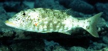 Image of Lethrinus xanthochilus (Yellowlip emperor)