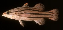 Image of Liopropoma collettei (Collette