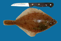 Image of Limanda limanda (Common dab)