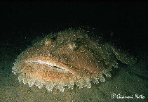 Image of Lophius budegassa (Blackbellied angler)