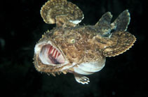 Image of Lophius piscatorius (Angler)