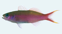 Image of Luzonichthys waitei (Waite