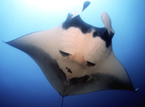 Image of Manta birostris (Giant manta)