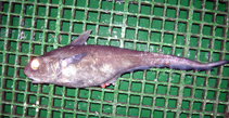 Image of Macrourus carinatus (Ridge scaled rattail)