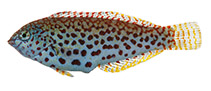 Image of Macropharyngodon pakoko (Pakoko wrasse)