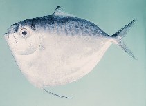 Image of Mene maculata (Moonfish)