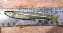 Image of Menidia menidia (Atlantic silverside)