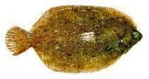 Image of Microstomus kitt (Lemon sole)