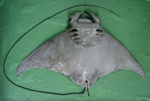 Image of Mobula japanica (Spinetail mobula)