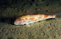 Image of Mullus barbatus barbatus (Red mullet)