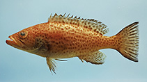 Image of Mycteroperca phenax (Scamp)