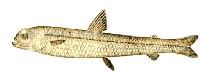 Image of Nansenia ardesiaca (Robust smallmouth)