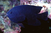 Image of Neoglyphidodon melas (Bowtie damselfish)