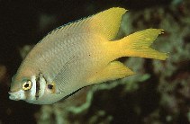 Image of Neoglyphidodon nigroris (Black-and-gold chromis)