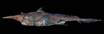 tn_Nepin_u0.jpg