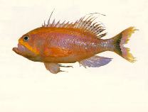 Image of Odontanthias rhodopeplus 
