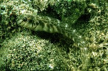 Image of Omobranchus obliquus (Roundhead blenny)