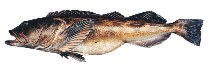 Image of Ophiodon elongatus (Lingcod)