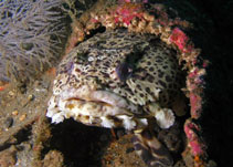 Image of Opsanus pardus (Leopard toadfish)