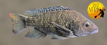 Image of Oreochromis spilurus (Sabaki tilapia)