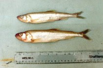 Image of Osmerus eperlanus (European smelt)