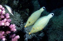 Image of Oxymonacanthus halli (Red Sea longnose filefish)