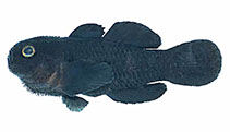 Image of Paragobiodon melanosomus (Dark coral goby)